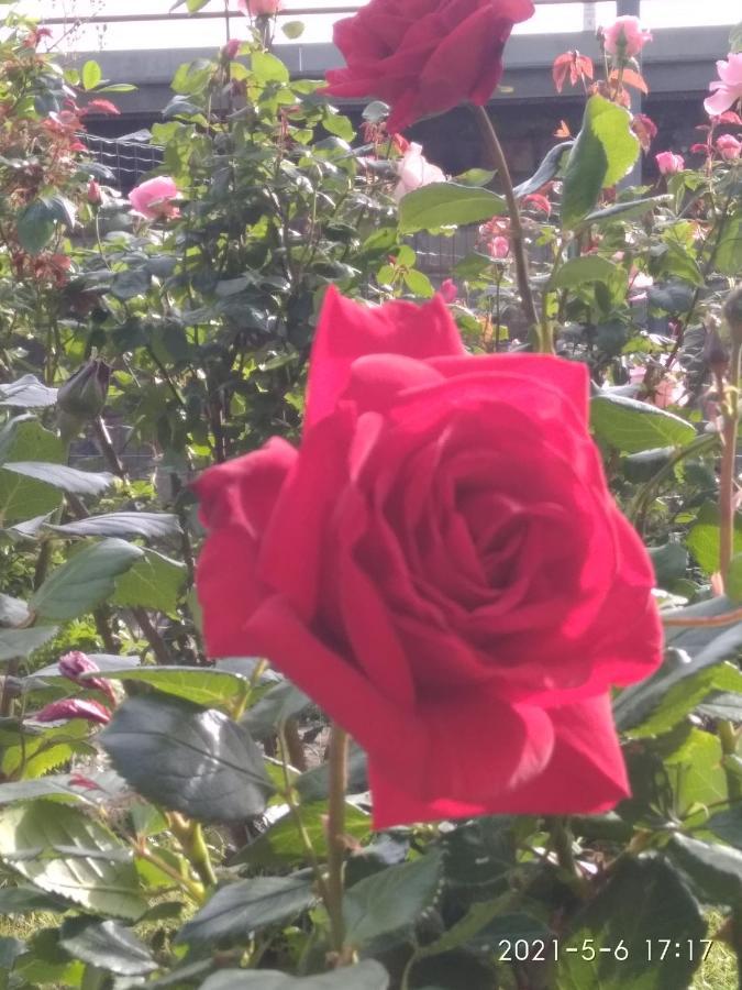 Alle Rose Barcolane Триест Екстериор снимка
